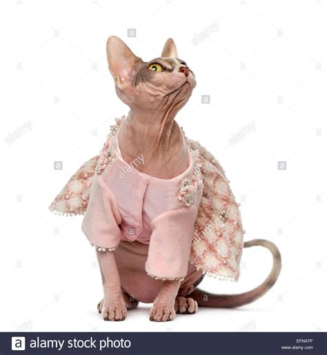 Sphynx Dressed 1 Year Old Against White Background Stock Photo Alamy