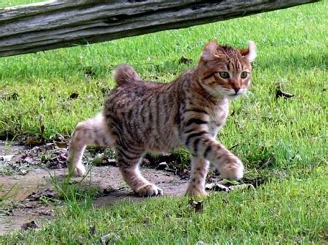 Personality of the highlander cat. 18 best images about Highland Lynx on Pinterest | Bobtail ...