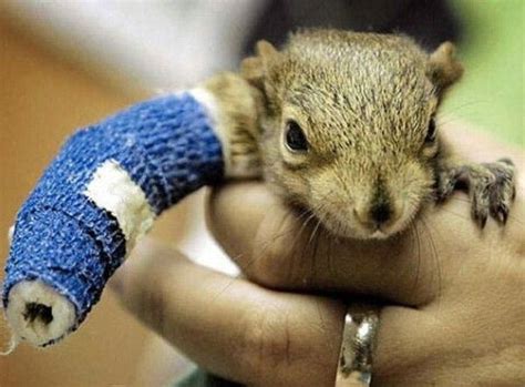 Injured Squirrel Ha Cute Squirrel Baby Squirrel Squirrels