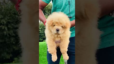 Extraordinary Russian Import Chow Chow Male Available More Info