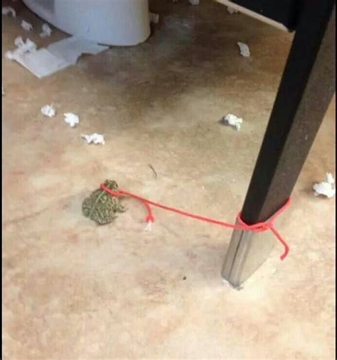 Reactions On Twitter Toad Frog On A Leash Tied Up To Bathroom Stall