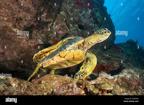Green Sea Turtles Chelonia Mydas An Endangered Species Often Rest In