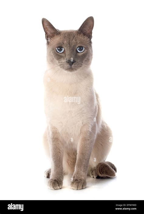 Beautiful Purebred Siamese Cat In Front Of White Background Stock Photo