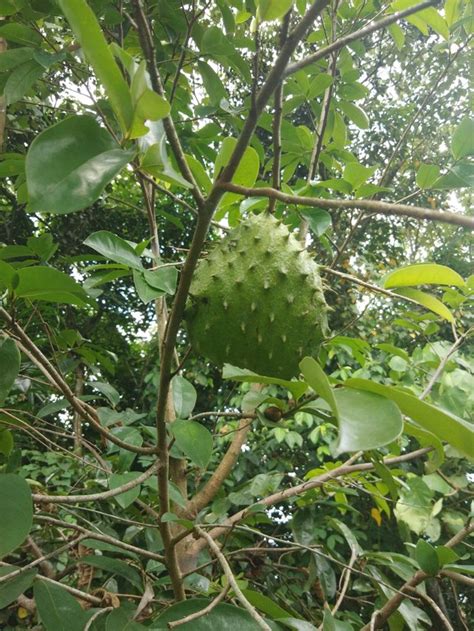 Pohon durian belanda lebih dikenal dengan buahnya, yaitu buah durian belanda. 12+ Gambar Daun Durian Belanda - Richa Gambar
