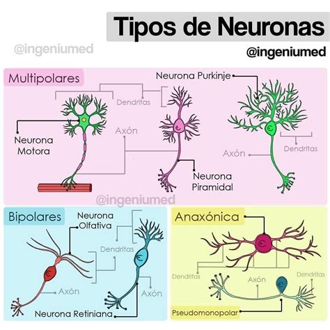 Tipos De Neuronas Cosas De Enfermeria Anatom A M Dica Anatomia Y