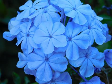 Fleurs Bleu Fleur Bleue Photo Gratuite Sur Pixabay Pixabay