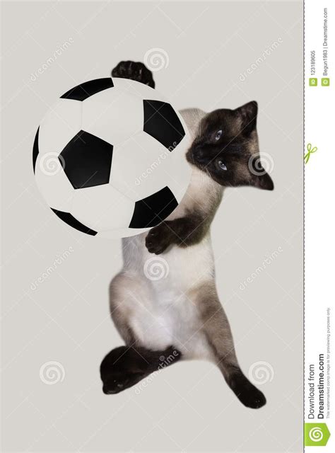 Cat With A Soccer Ball On A White Backgroundsiamese Stock Image