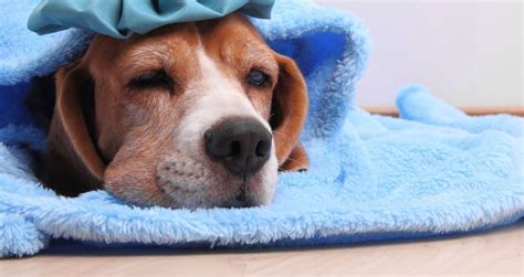 What Are The Symptoms Of Dog Flu Health Thoroughfare