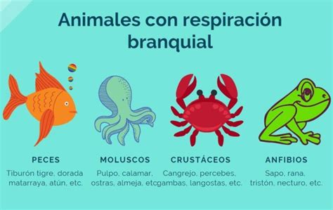 10 Ejemplos De Animales Que Respiran Por Branquias Ecología Hoy