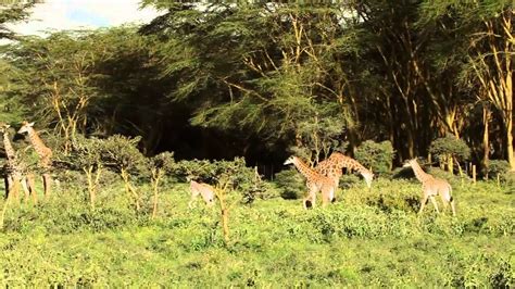 African Dreams 16 Days Safari Through East Africa Youtube