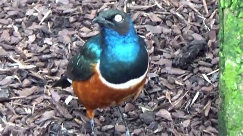 Avec l'hôtel « les jardins de beauval » c'est à 500 m du parc animalier, un dépaysement. De jolis oiseaux dans le zoo de Beauval - YouTube