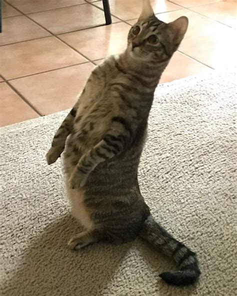 Psbattle This Cat Standing Up Image Credit Reddit Cats Standing R