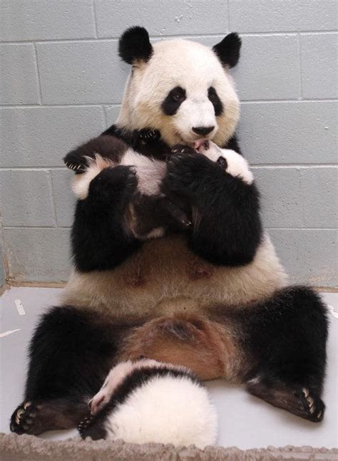 Este Panda Mamá Está Adorablemente Obsesionada Con Sus