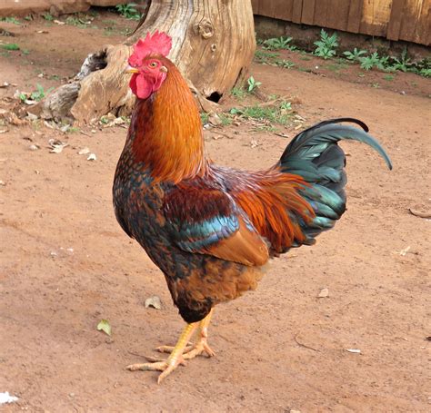 Free Images Bird Farm Beak Chicken Fowl Fauna Rooster Poultry