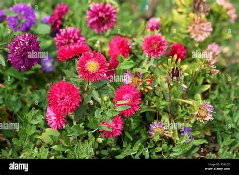 China Aster Or Callistephus Chinensis Or Annual Aster Flowering Plants