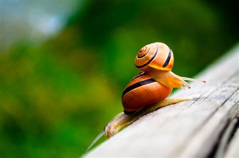 Share Your Best Pictures Of The Magical World Of Snails Snail Lovely