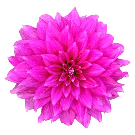 Dahlia Flowers Png Transparent Dahlia Flower Image Pink Dahlia