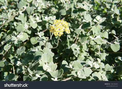 Silver Helichrysum Licorice Plant Helichrysum Petiolare Stock Photo
