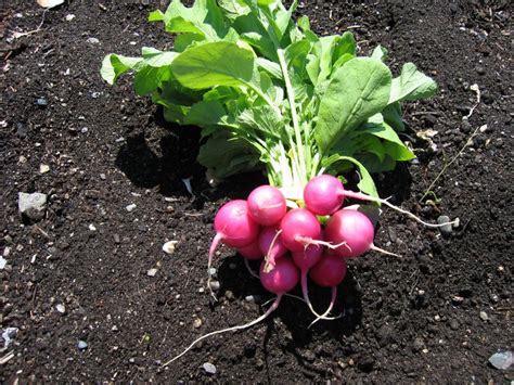 12 Fast Growing Vegetables And Fruit Trees For Your Home Garden The