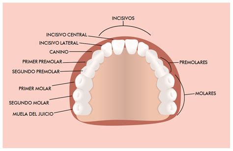 Conocimientos Dentales Básicos