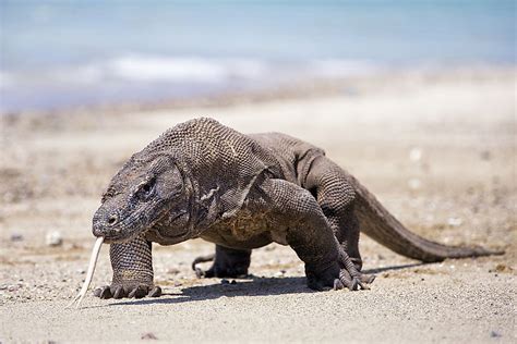The Largest Lizards in the World - WorldAtlas.com