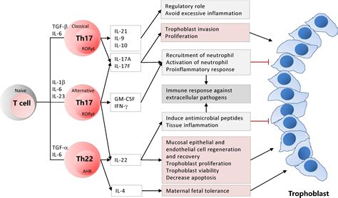 Frontiers T Helper Th Cell Profiles In Pregnancy And Recurrent Pregnancy Losses Th Th Th