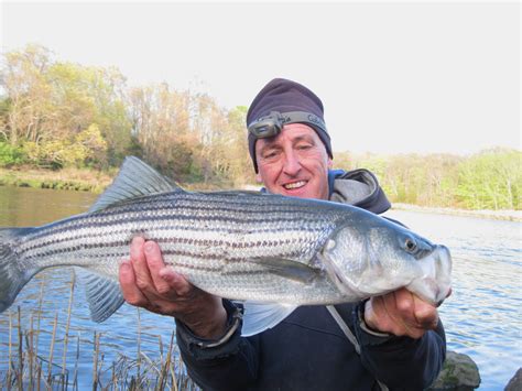 Rhode Island Striped Bass April 2012