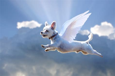 Flying Dog Angel Funny Animals Free Photo On Pixabay Pixabay