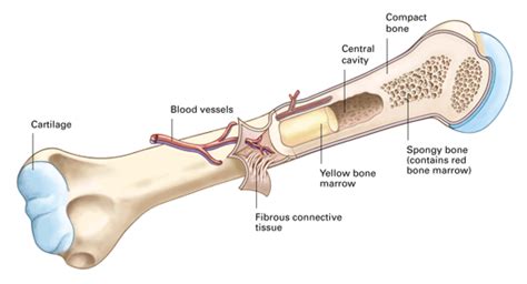 Structure of long bone although there are many different types of bones in the skeleton, we will discuss the different parts of optional activity: Long Bone Diagram Labeled : Skeletal System Diagrams And ...
