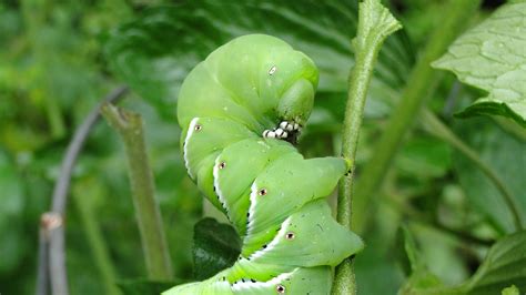 The Most Common Tomato Plant Pests And Diseases Insect Cop