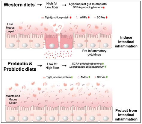 Microorganisms Free Full Text The Role Of Gut Microbiota In