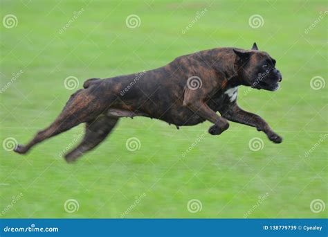 Dark Brindle Boxer Running In The Yard And Playing Stock Image Image