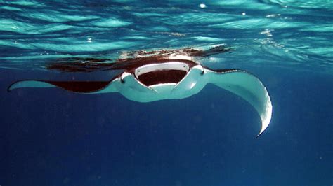 Best Manta Ray Night Snorkel Snorkeling Review Kailua Kona Big Island