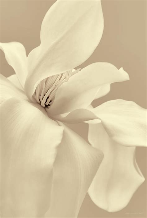 Soft Light Magnolia Flower Beige Photograph By Jennie Marie Schell Pixels