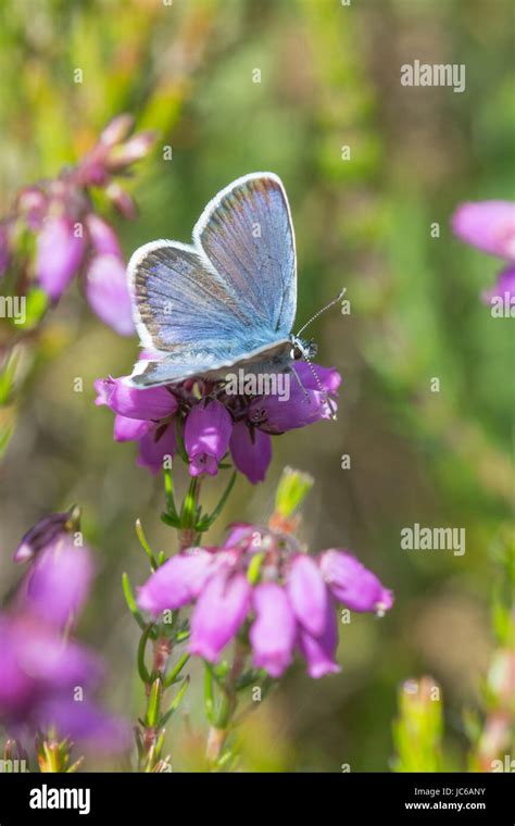 Male Silver Studded Blue Butterfly Plebejus Argus On Colourful Bell
