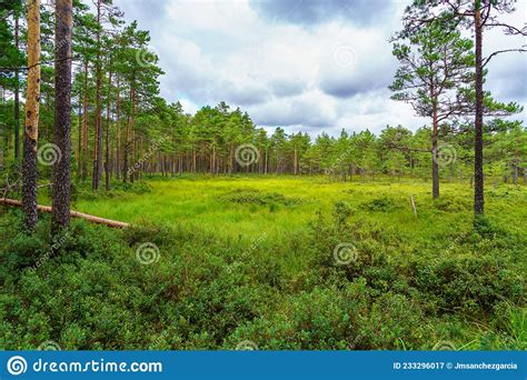 Northern European Landscape With Tall Trees And Grassy Meadows Stock