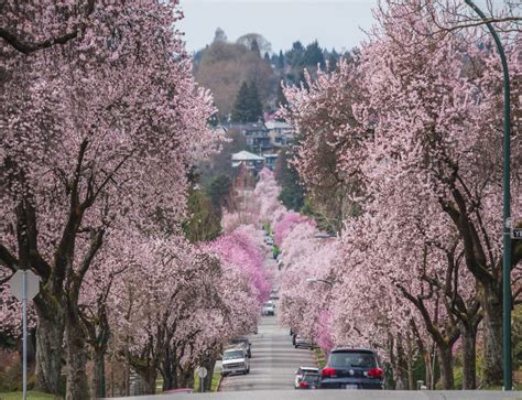 Last Minute Sponsors Step Up For Vancouver Cherry Blossom Festival Bc Globalnewsca