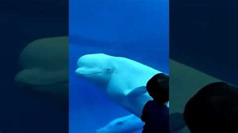 Beluga Whale Comes In Close To Say Hello Viralhog Youtube