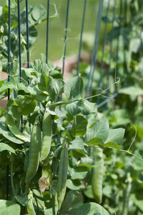 How To Grow Peas For The Best Harvest Growing Guide Growfully