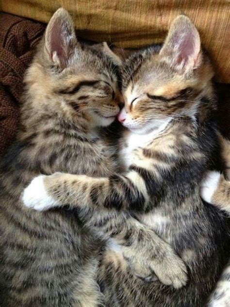 Precious Sleeping Kittens Gatos Gatinhos Fofos E Gatinhos Adoráveis