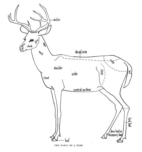 Diagram Of A Deer