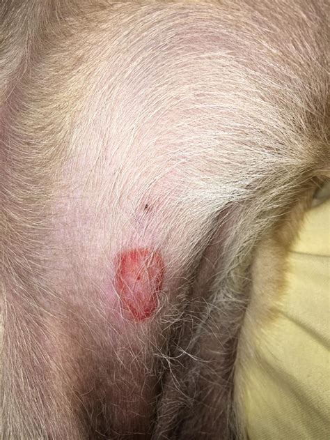 Worried About This Bite On My Dogs Belly Please See Attached Photo