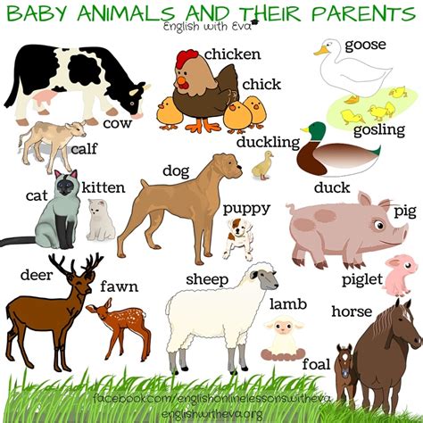 40 Names Of Baby Animals And Their Parents Myenglishteachereu Blog