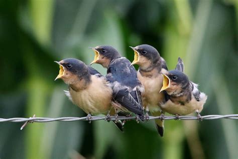 Juvenile Barn Swallows Calling For Mom To Bring Them Some Food
