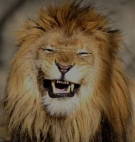 Funny Lion Face