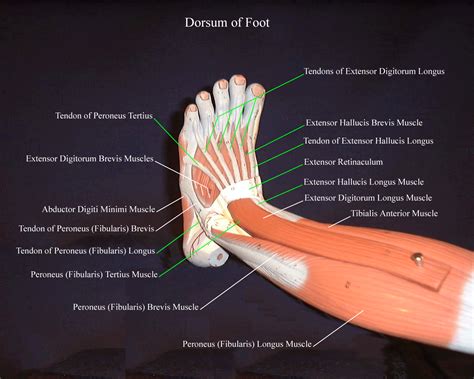 The Muscles Of The Foot Muscles Of The Foot Part D Anatomy The