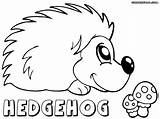 Hedgehog Coloring Colorings sketch template