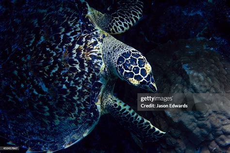 A Critically Endangered Hawksbill Sea Turtle Resting On A Coral Reef