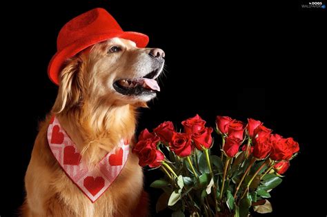 Valentines Day Roses Doggy Golden Retriever Red Dogs Wallpapers