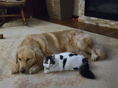 Cuddle buddies : r/KittyPupperLove
